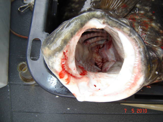 Натиснете снимката за да я уголемите

Име:020113228.jpg
Прегледи:1
Размер:56.8 КБ
ID:5200799