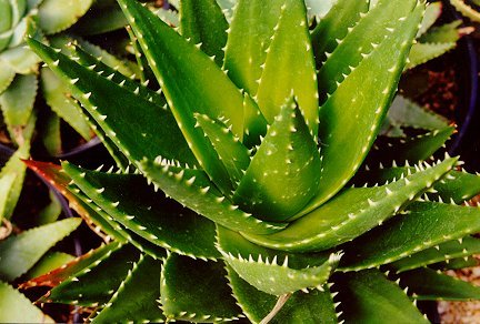 Натиснете снимката за да я уголемите

Име:aloe.jpg
Прегледи:1
Размер:46.5 КБ
ID:5213272