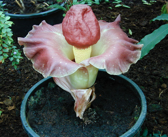 Натиснете снимката за да я уголемите

Име:amorphophallus.jpg
Прегледи:1
Размер:125.0 КБ
ID:5901951