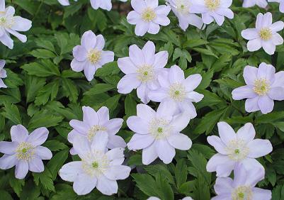 Натиснете снимката за да я уголемите

Име:anemone_nemerosa_robinsoniana_mm.jpg
Прегледи:1
Размер:27.7 КБ
ID:5902651