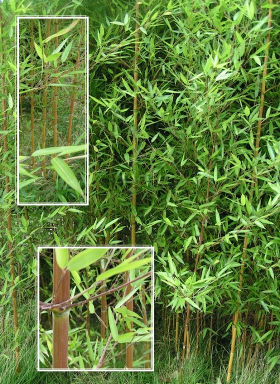 Натиснете снимката за да я уголемите

Име:PICT00891.jpg
Прегледи:1
Размер:165.9 КБ
ID:5217519