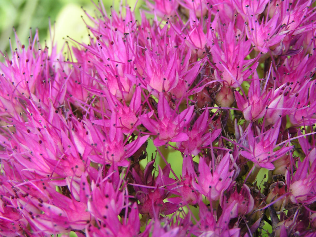 Натиснете снимката за да я уголемите

Име:PICT009m.JPG
Прегледи:1
Размер:229.1 КБ
ID:5217513