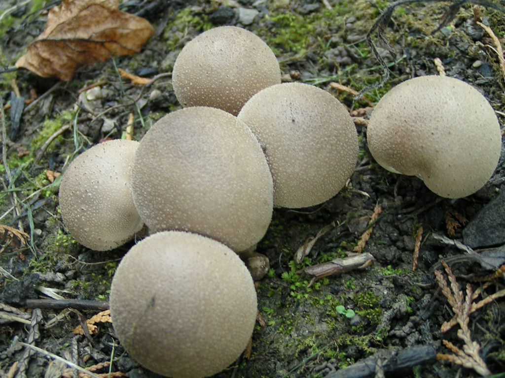 Натиснете снимката за да я уголемите

Име:PICT0079.JPG
Прегледи:1
Размер:206.9 КБ
ID:5217526