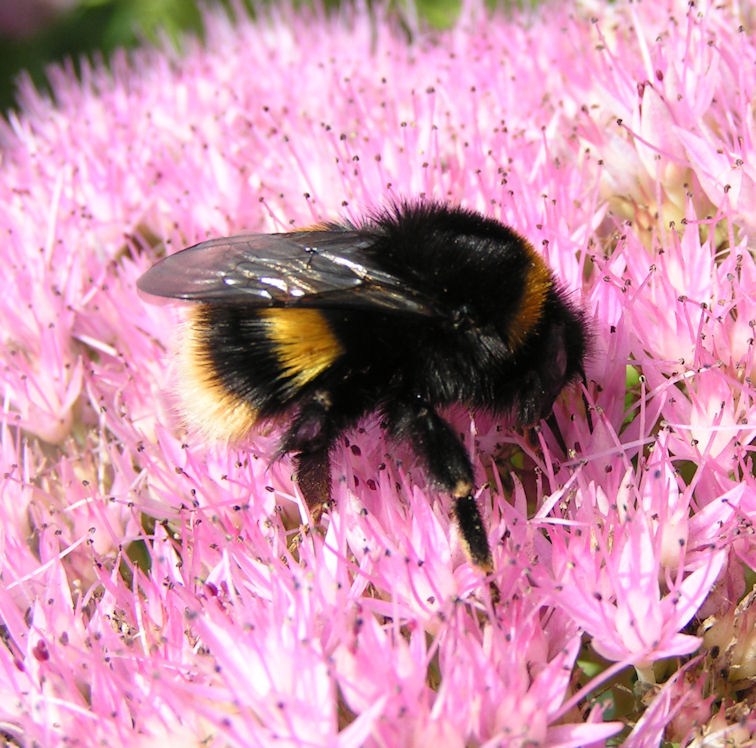 Натиснете снимката за да я уголемите

Име:PICT009l.JPG
Прегледи:1
Размер:163.0 КБ
ID:5217512