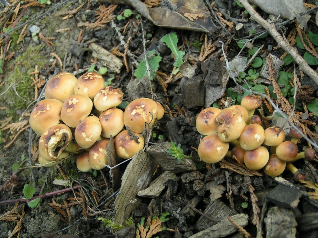 Натиснете снимката за да я уголемите

Име:PICT0080.jpg
Прегледи:1
Размер:224.6 КБ
ID:5217522