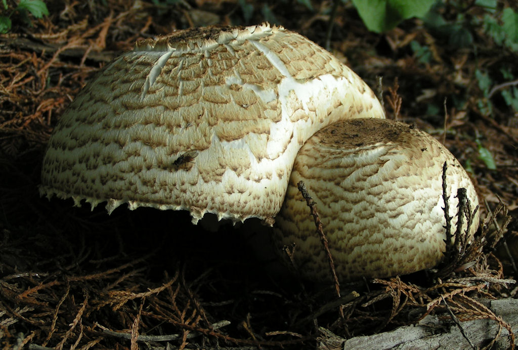 Натиснете снимката за да я уголемите

Име:PICT0120.JPG
Прегледи:1
Размер:174.1 КБ
ID:5217523