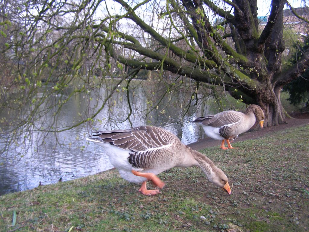Натиснете снимката за да я уголемите

Име:P3294927.JPG
Прегледи:1
Размер:200.8 КБ
ID:5217579