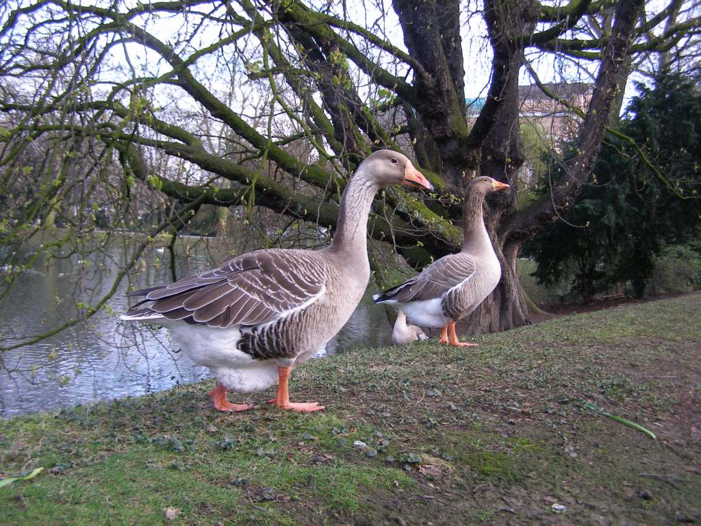 Натиснете снимката за да я уголемите

Име:P3294928.JPG
Прегледи:1
Размер:173.0 КБ
ID:5217580