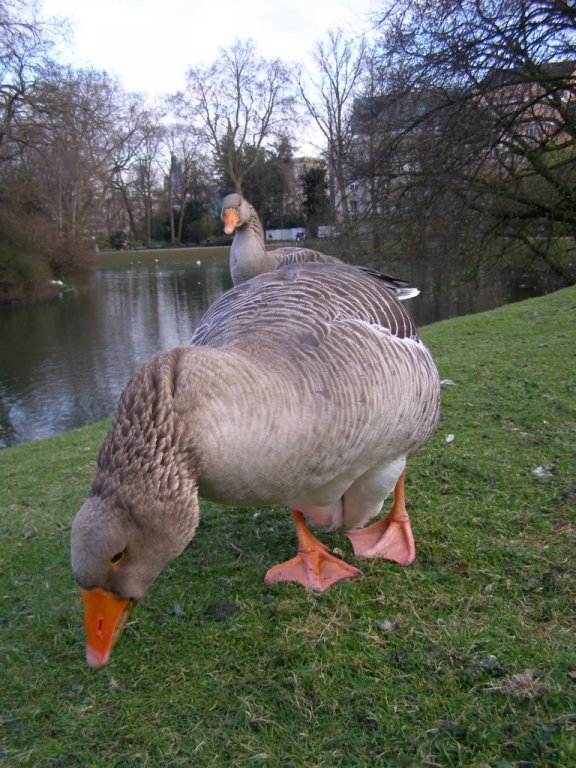 Натиснете снимката за да я уголемите

Име:P3294936.jpg
Прегледи:1
Размер:118.9 КБ
ID:5217585