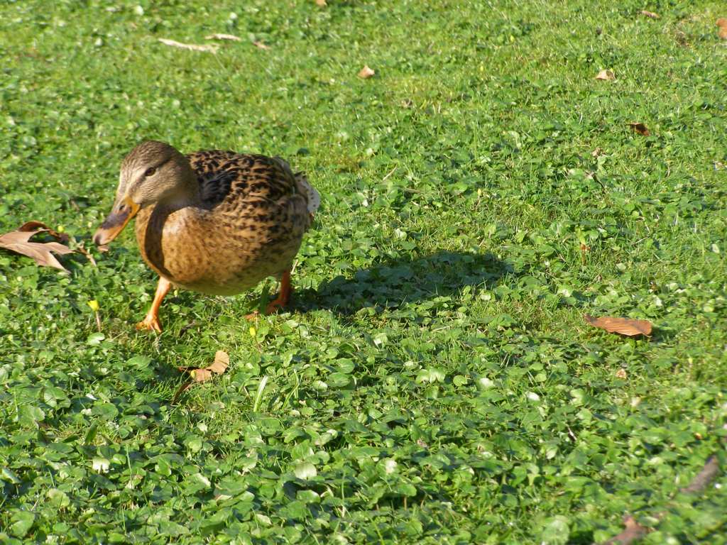 Натиснете снимката за да я уголемите

Име:P3315121.JPG
Прегледи:1
Размер:181.8 КБ
ID:5217884
