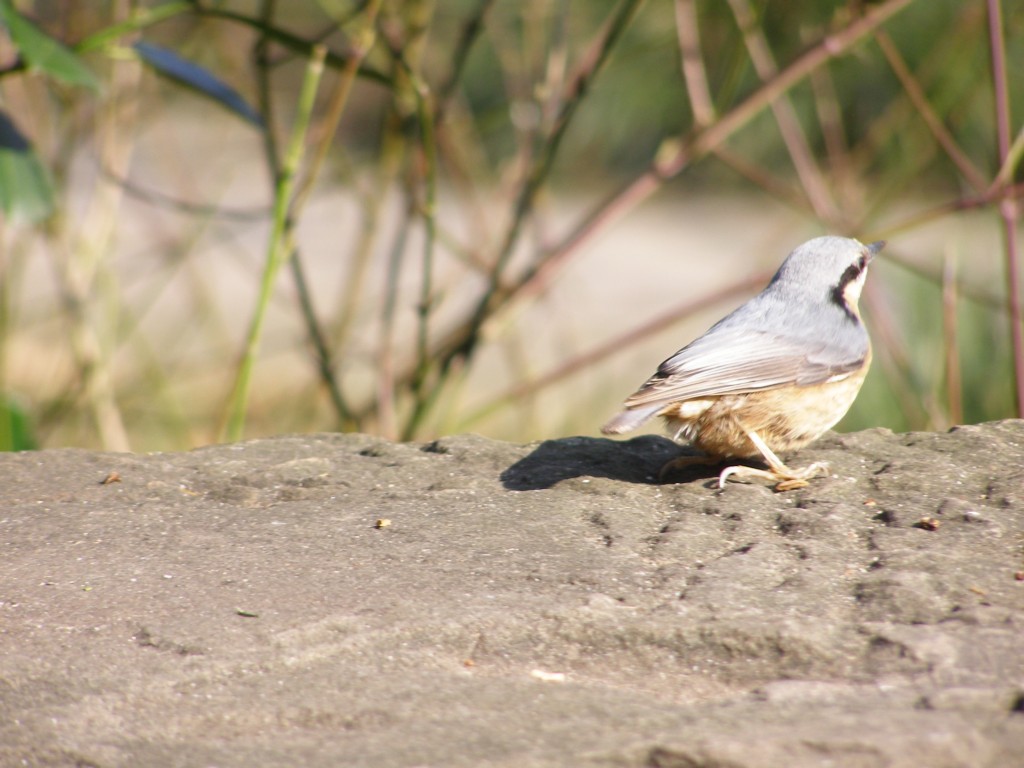Натиснете снимката за да я уголемите

Име:P3315134.JPG
Прегледи:1
Размер:157.3 КБ
ID:5217902