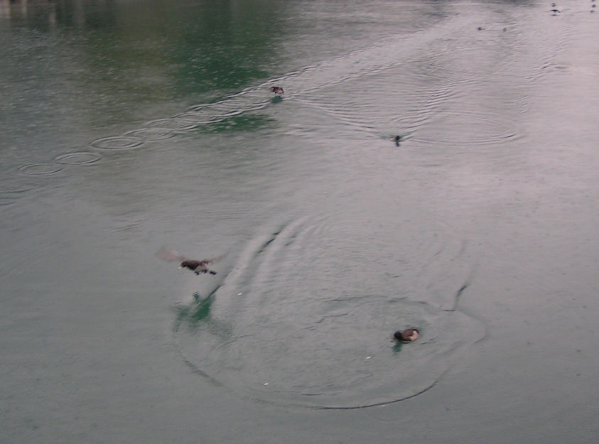 Натиснете снимката за да я уголемите

Име:PICT0e33.JPG
Прегледи:1
Размер:63.7 КБ
ID:5220374