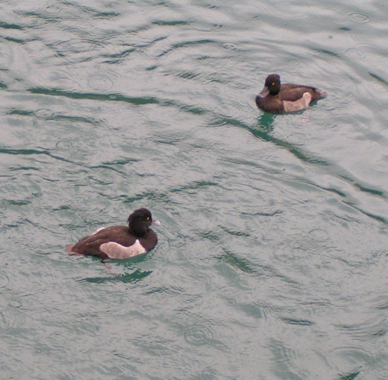 Натиснете снимката за да я уголемите

Име:PICT0e35.jpg
Прегледи:1
Размер:107.5 КБ
ID:5220377