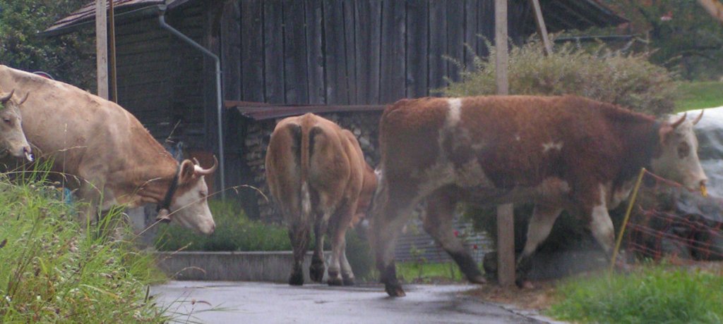 Натиснете снимката за да я уголемите

Име:PICT0e50.jpg
Прегледи:1
Размер:85.0 КБ
ID:5220408