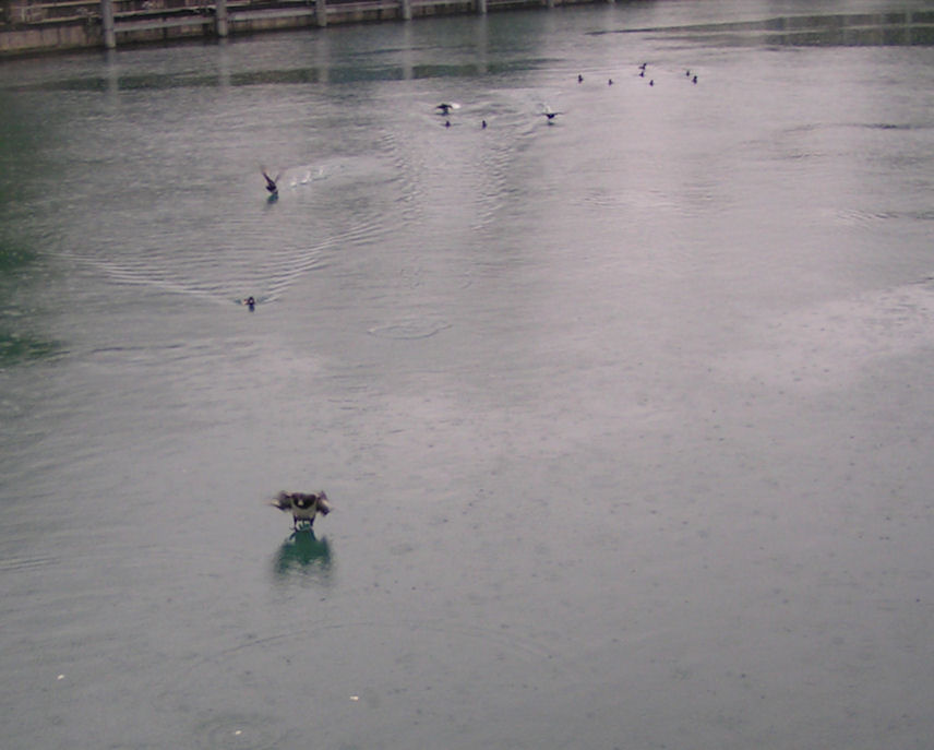 Натиснете снимката за да я уголемите

Име:PICT0e32.JPG
Прегледи:1
Размер:70.9 КБ
ID:5220381