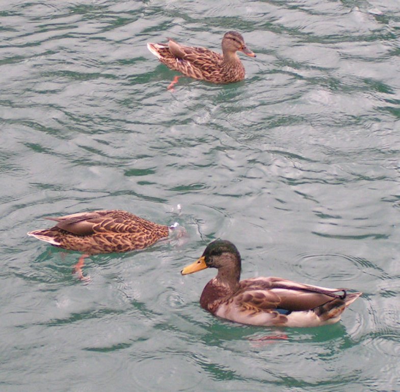 Натиснете снимката за да я уголемите

Име:PICT0e37.jpg
Прегледи:1
Размер:122.1 КБ
ID:5220382