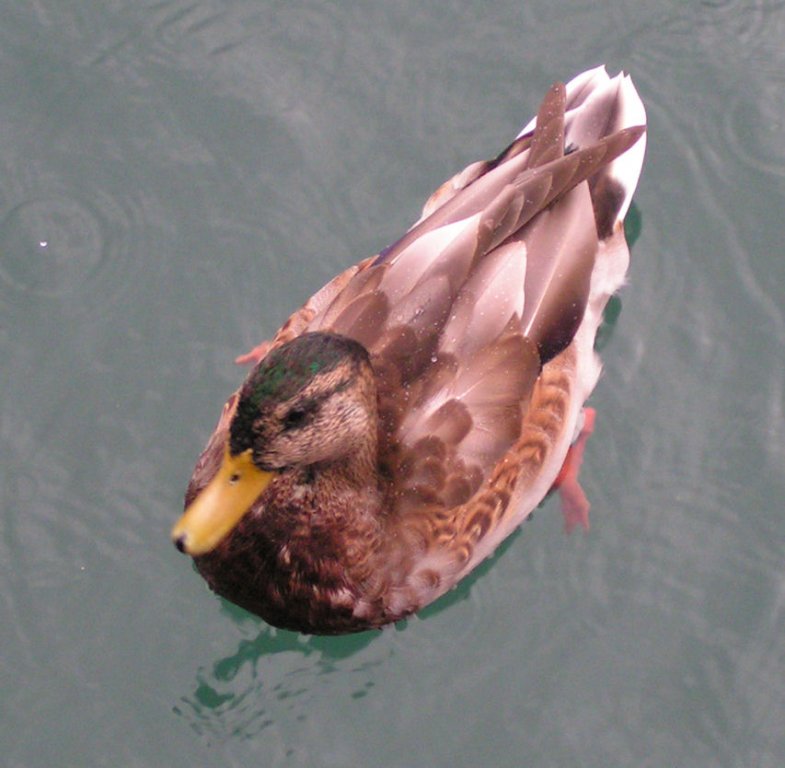 Натиснете снимката за да я уголемите

Име:PICT0e38.jpg
Прегледи:1
Размер:75.9 КБ
ID:5220391