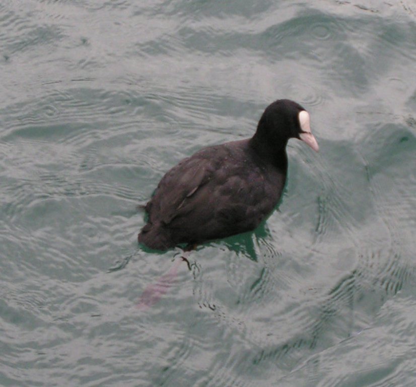 Натиснете снимката за да я уголемите

Име:PICT0e36.jpg
Прегледи:1
Размер:80.5 КБ
ID:5220392