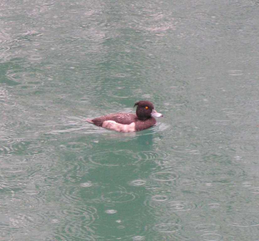 Натиснете снимката за да я уголемите

Име:PICT0e34.jpg
Прегледи:1
Размер:102.0 КБ
ID:5220393