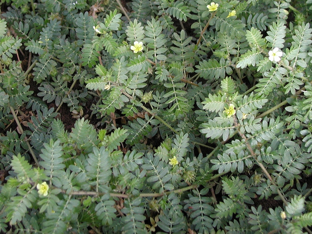 Натиснете снимката за да я уголемите

Име:puncturevine_tribulus_terrestris_P7120024mod.JPG
Прегледи:1
Размер:697.1 КБ
ID:5221910