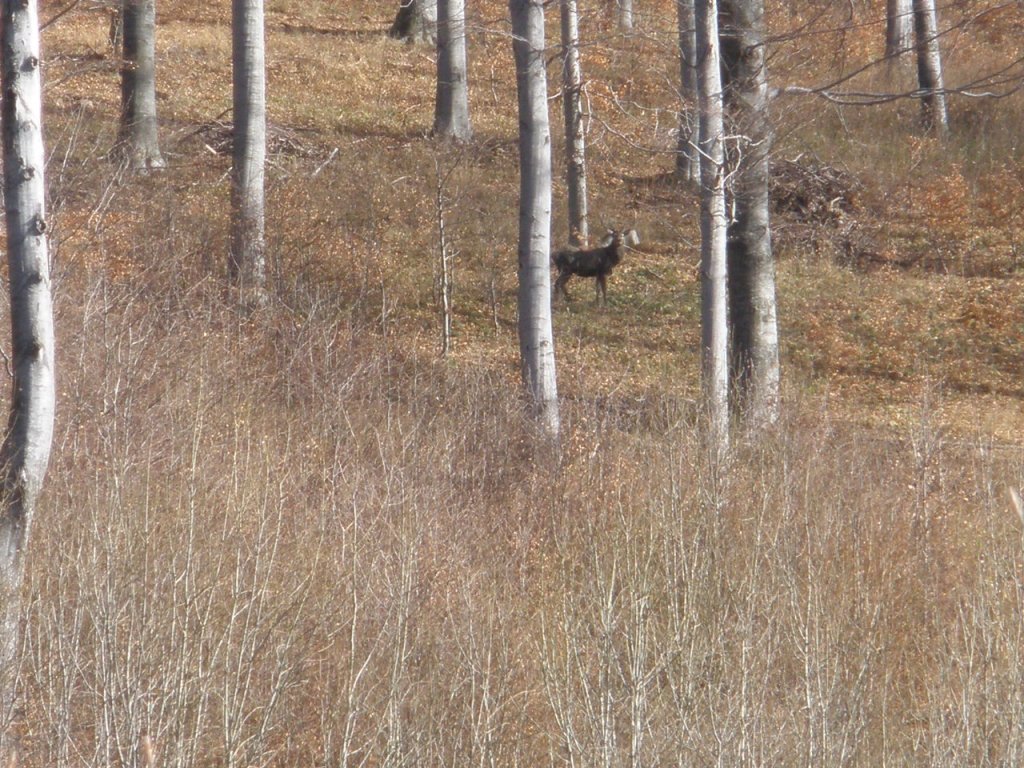 Натиснете снимката за да я уголемите

Име:PB130021.jpg
Прегледи:1
Размер:239.5 КБ
ID:5228373