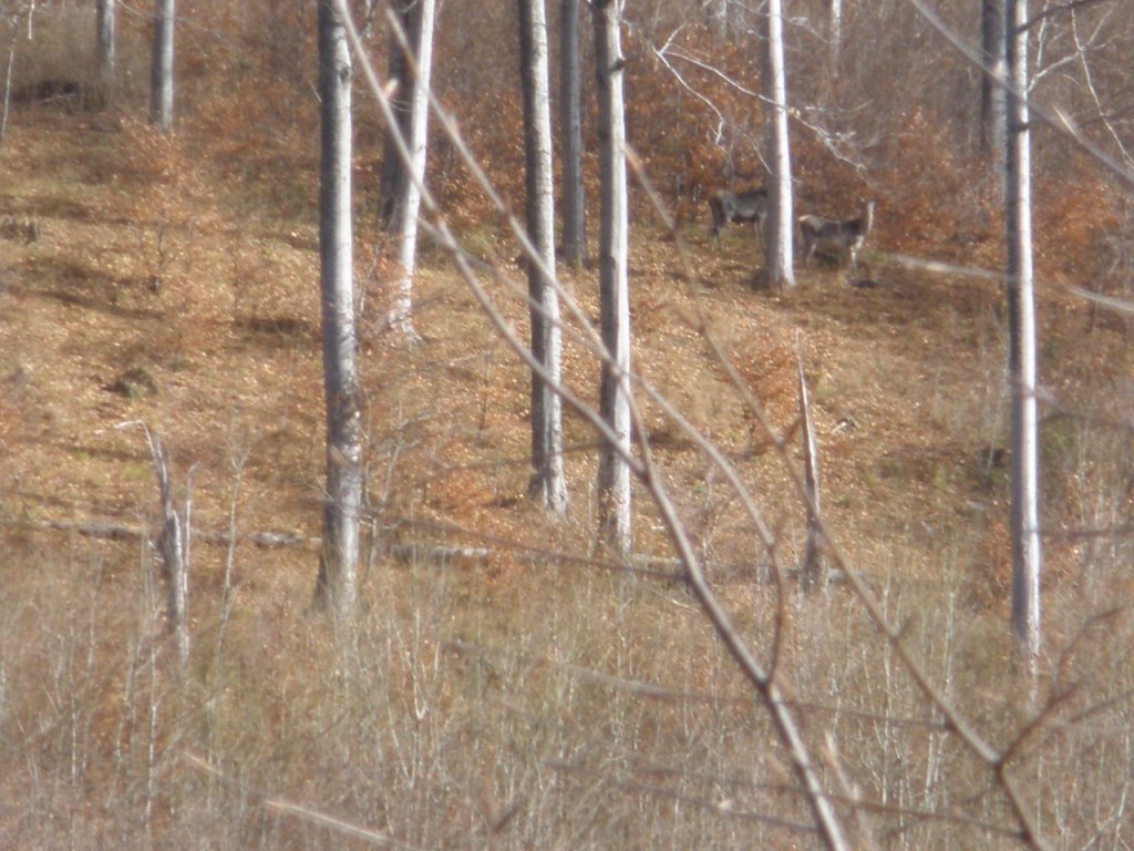 Натиснете снимката за да я уголемите

Име:PB130022.jpg
Прегледи:1
Размер:159.3 КБ
ID:5228374