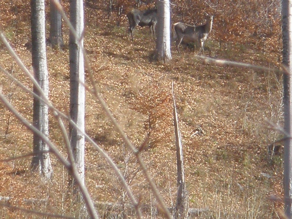 Натиснете снимката за да я уголемите

Име:PB130024.jpg
Прегледи:1
Размер:211.7 КБ
ID:5228375