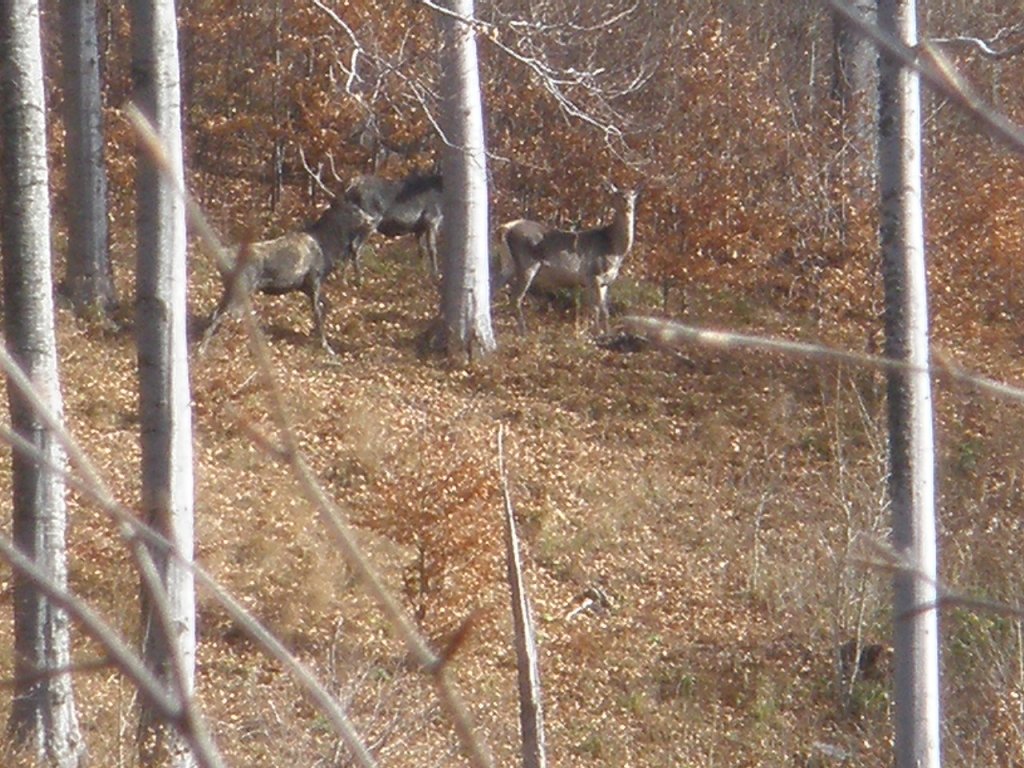 Натиснете снимката за да я уголемите

Име:PB130025.jpg
Прегледи:1
Размер:207.3 КБ
ID:5228376