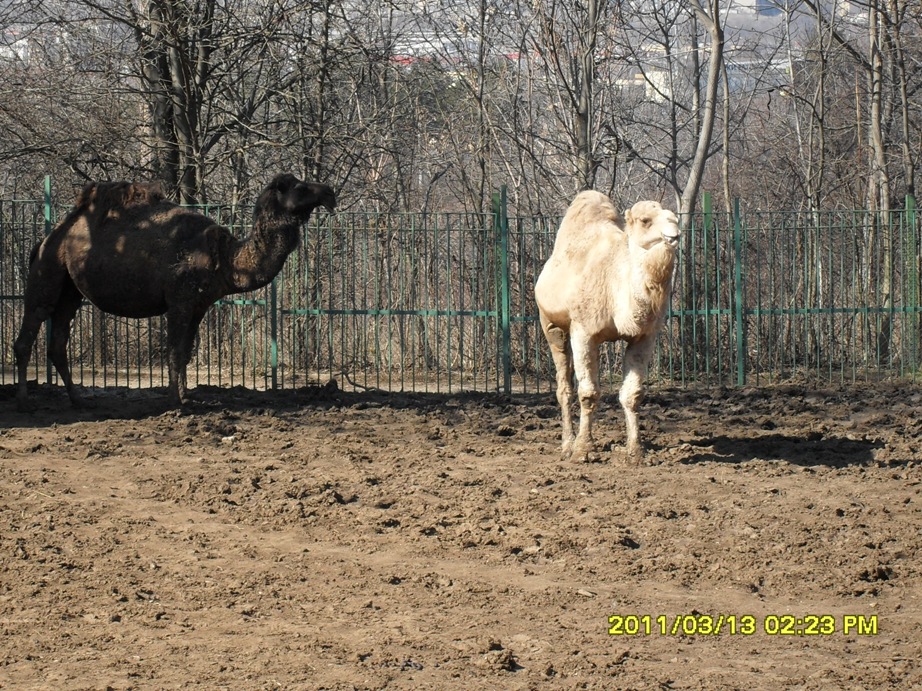 Натиснете снимката за да я уголемите

Име:SDC12480-.JPG
Прегледи:1
Размер:385.8 КБ
ID:5921157