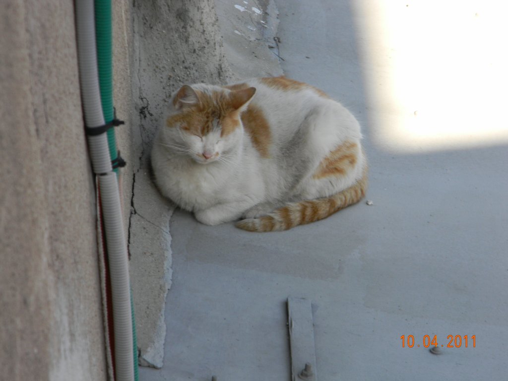 Натиснете снимката за да я уголемите

Име:DSCN0160.jpg
Прегледи:1
Размер:81.9 КБ
ID:5273754