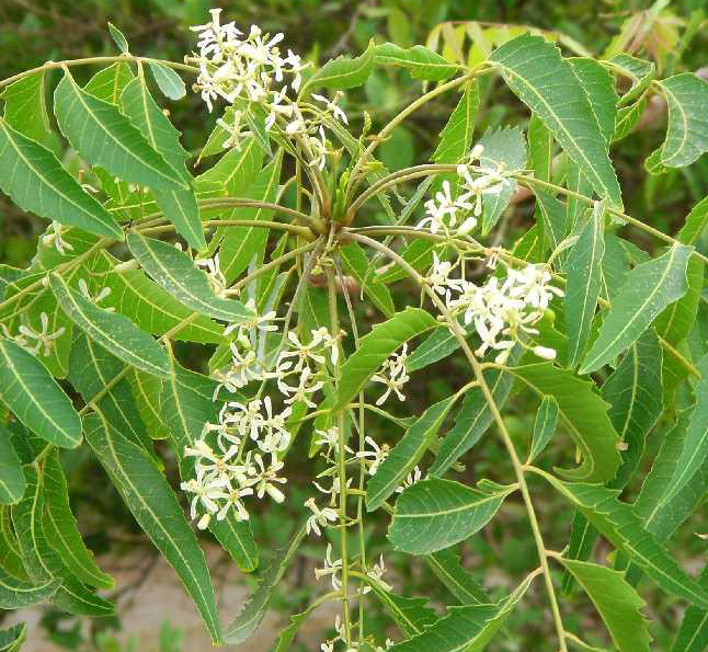 Натиснете снимката за да я уголемите

Име:Neem-flower.jpg
Прегледи:1
Размер:239.4 КБ
ID:5282161
