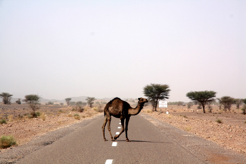 Натиснете снимката за да я уголемите

Име:IMG_2991.JPG
Прегледи:1
Размер:318.1 КБ
ID:5282826
