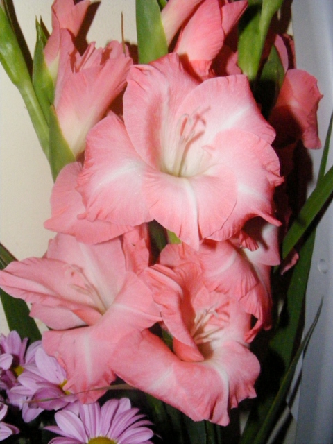 Натиснете снимката за да я уголемите

Име:Gladiolus.JPG
Прегледи:1
Размер:159.2 КБ
ID:5291705