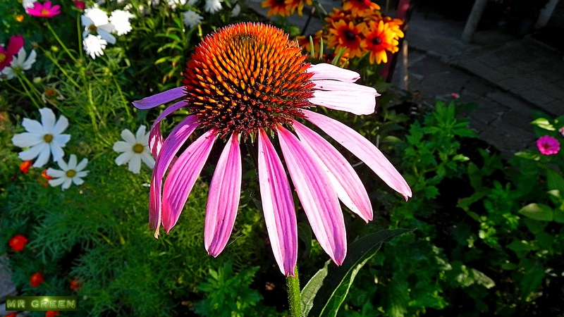 Натиснете снимката за да я уголемите

Име:Floral-+25.07.2011 026.jpg
Прегледи:2
Размер:241.6 КБ
ID:5291988