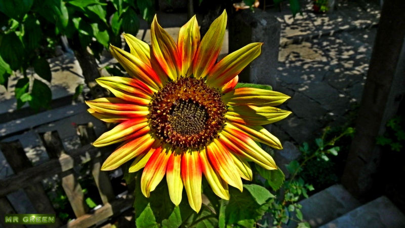 Натиснете снимката за да я уголемите

Име:Floral-25.07.2011 042.jpg
Прегледи:2
Размер:225.1 КБ
ID:5291991