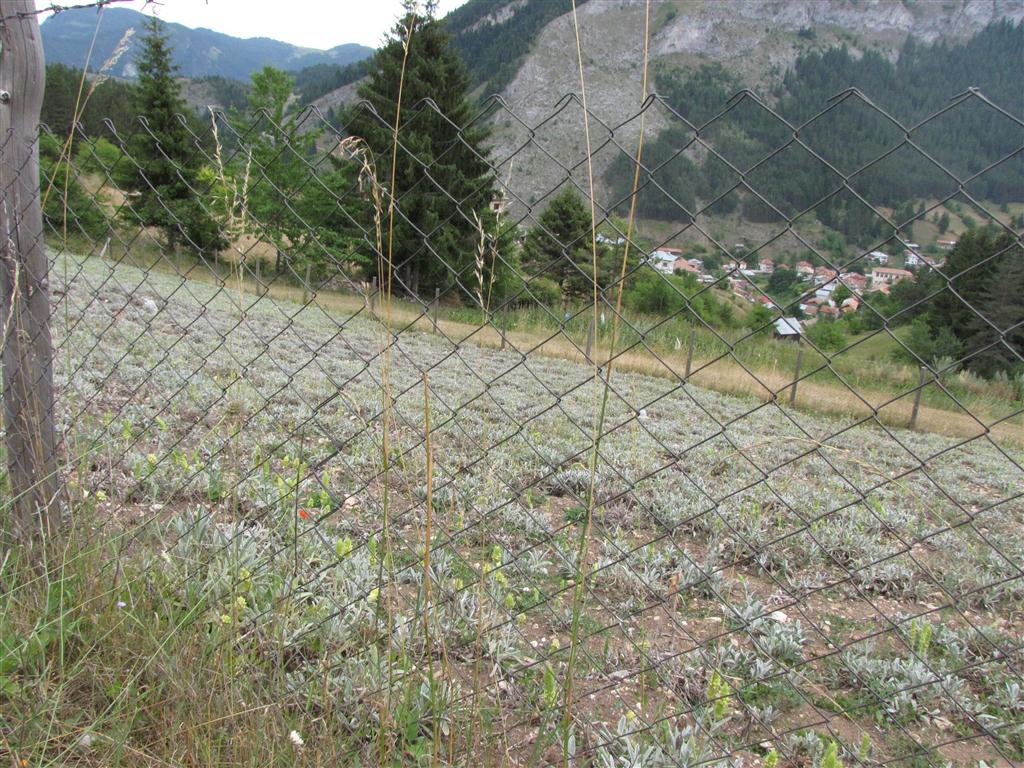 Натиснете снимката за да я уголемите

Име:IMG_3793 (Medium).JPG
Прегледи:1
Размер:210.7 КБ
ID:5294781