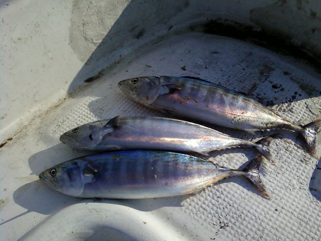 Натиснете снимката за да я уголемите

Име:P14-08-11_18.01.jpg
Прегледи:1
Размер:127.8 КБ
ID:5295956