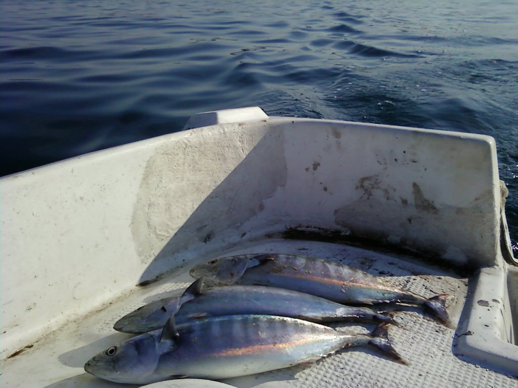 Натиснете снимката за да я уголемите

Име:P14-08-11_18.00.jpg
Прегледи:2
Размер:117.6 КБ
ID:5295957