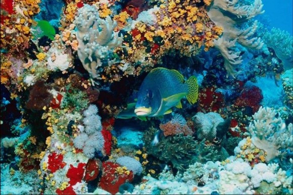 Натиснете снимката за да я уголемите

Име:coralreefs51or.jpg
Прегледи:1
Размер:101.3 КБ
ID:5320516