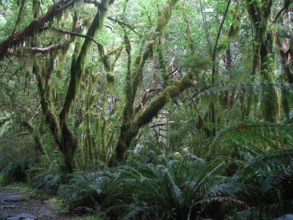 Натиснете снимката за да я уголемите

Име:milford_track.jpg
Прегледи:1
Размер:113.7 КБ
ID:5324834