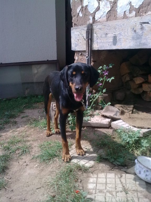Изгубено/откраднато ловно куче - гонче - OFFRoad-Bulgaria.com