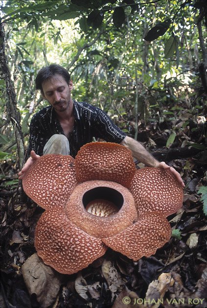 Натиснете снимката за да я уголемите

Име:1255118706_rafflesia-arnoldy.jpg
Прегледи:1
Размер:106.3 КБ
ID:5957699