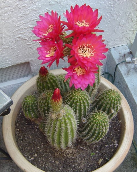 Натиснете снимката за да я уголемите

Име:1255119268_cactaceae.jpg
Прегледи:1
Размер:89.2 КБ
ID:5957702