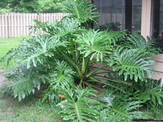 Натиснете снимката за да я уголемите

Име:1255119825_philodendron.jpg
Прегледи:1
Размер:73.3 КБ
ID:5957703