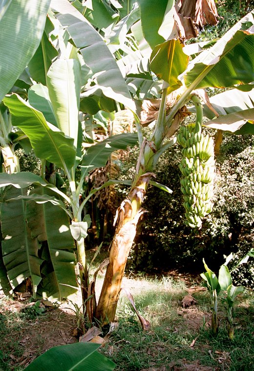 Натиснете снимката за да я уголемите

Име:1255120159_banana_tree.jpg
Прегледи:1
Размер:154.6 КБ
ID:5957705