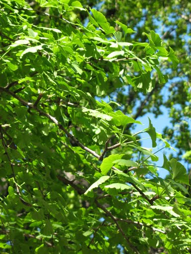 Натиснете снимката за да я уголемите

Име:1255120362_ginko-biloba.jpg
Прегледи:1
Размер:60.5 КБ
ID:5957706