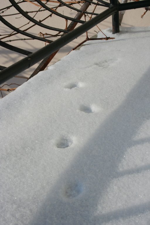 Натиснете снимката за да я уголемите

Име:IMG_4664.jpg
Прегледи:1
Размер:61.1 КБ
ID:5342260