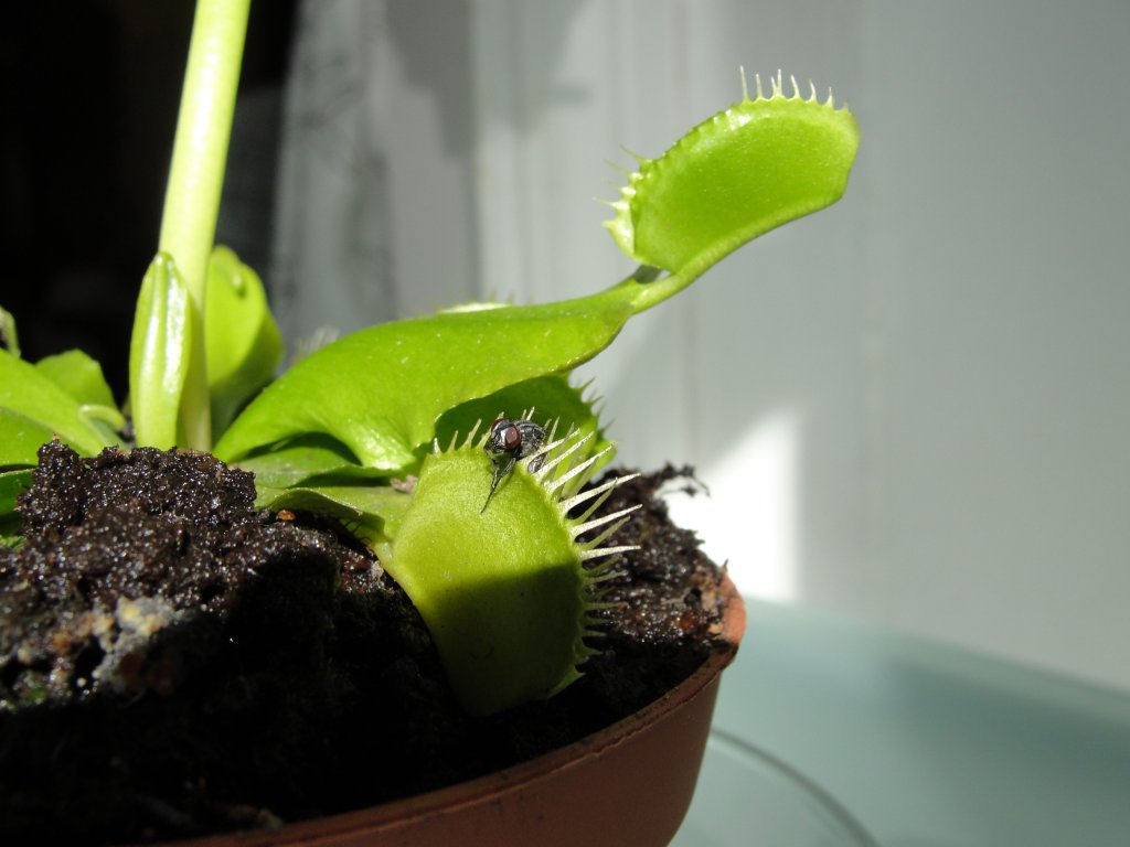 Натиснете снимката за да я уголемите

Име:DSC02784.jpg
Прегледи:1
Размер:78.5 КБ
ID:5347554