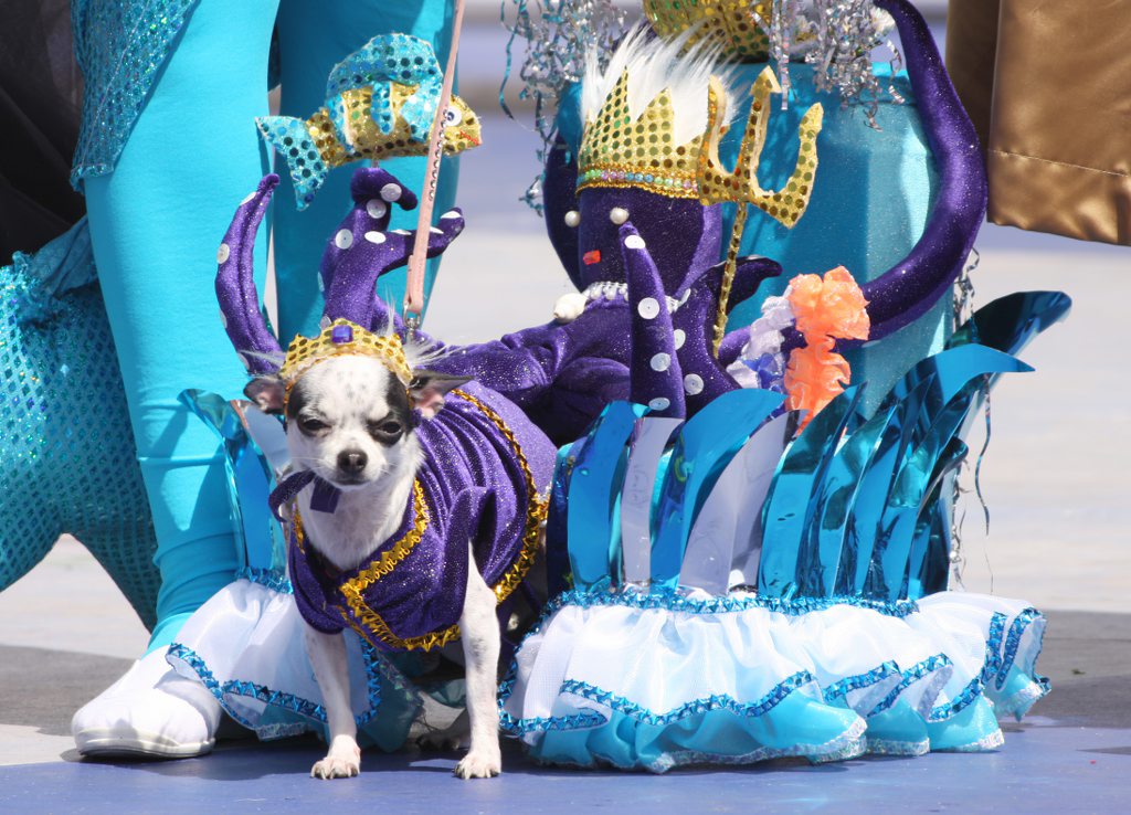 Натиснете снимката за да я уголемите

Име:Carnaval_Canino_2012_las_palmas_de_gran_canaria_.jpg
Прегледи:1
Размер:170.1 КБ
ID:5354482