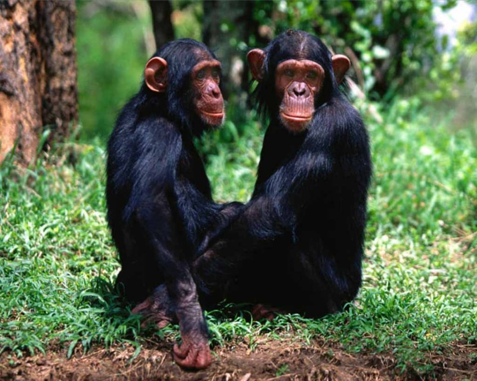Натиснете снимката за да я уголемите

Име:chimpanzeepair.jpg
Прегледи:1
Размер:152.3 КБ
ID:5964472